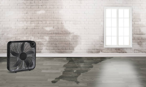 Best Professional water damage repair  in Kingsley, MI